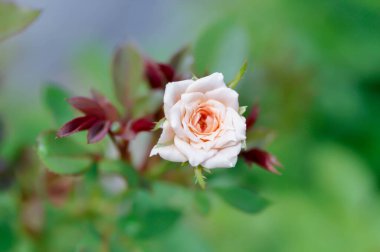 Briosa gülü, portakal gülü veya bahçe gülü, zaide gülü veya William Christie Rose veya Mary Rose veya Rosa Damascena değirmeni veya Rose veya Damask gülü veya Rosaceae veya portakal çiçeği veya bahçede eski bir gül
