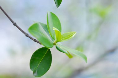 Terminalia ivorensis A Chev, Black afara veya COMBRETACEAE ve gökyüzü arkaplanı veya arkaplan bırakması