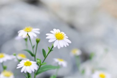 Daisy, beyaz papatya ya da İngiliz papatyası veya Thymophylia Tenuiloba veya Dahlberg Daisy veya Altın Halı veya Gloden Fleece veya beyaz çiçek