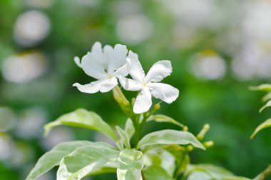Tabernaemontana divaricata veya Grandifolia veya Clavel de la India veya Cape Jasmine, Doğu Hindistan Rosebay veya