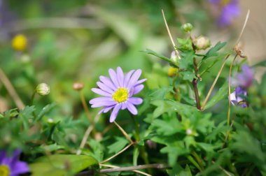 papatya veya mor Bellis perennis veya mor papatya çiçeği veya menekşe çiçeği