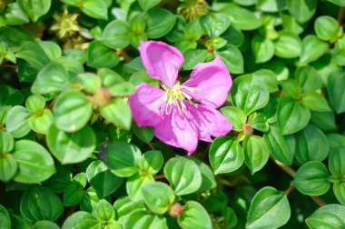 Dissotis rotundifolia, Dwarf Tibouchina veya Heterocentron elegans veya Melastomataceae veya Spanish Shaw veya Trailing Tibouchina veya Tropikal Batı Afrika bitkisi veya mor çiçek