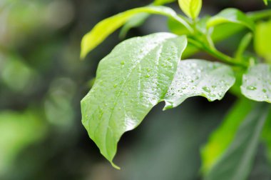 Persea Americana Mill veya Avocado, Lauraceae veya Persea gratissima veya avokado bitkisi ve yağmur damlası veya çiy damlası