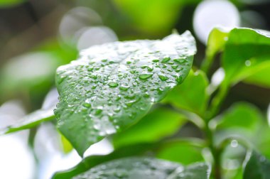 Persea Americana Mill veya Avocado, Lauraceae veya Persea gratissima veya avokado bitkisi ve yağmur damlası veya çiy damlası