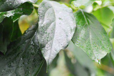 Persea Americana Mill veya Avocado, Lauraceae veya Persea gratissima veya avokado bitkisi ve yağmur damlası veya çiy damlası