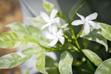 Tabernaemontana divaricata veya Grandifolia veya Clavel de la India veya Cape Jasmine, Doğu Hindistan Rosebay veya
