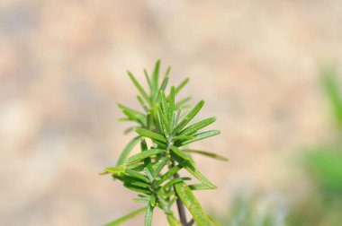 Biberiye, biberiye veya Salvia Rosmarinus Spenn veya Rosmarinus officinalis L veya Lamiaceae bitkisi