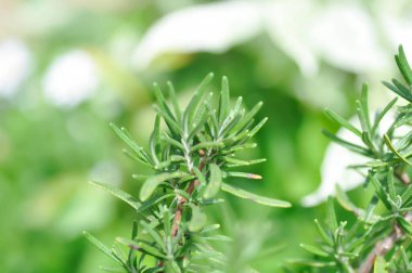 Biberiye, biberiye veya Salvia Rosmarinus Spenn veya Rosmarinus officinalis L veya Lamiaceae bitkisi