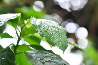 Persea Americana Mill veya Avocado, Lauraceae veya Persea gratissima veya avokado bitkisi ve yağmur damlası veya çiy damlası