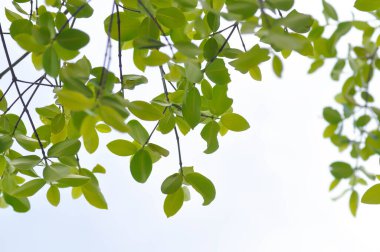 Terminalia ivorensis A Chev, Black afara veya COMBRETACEAE ve gökyüzü arkaplanı veya arkaplan bırakması