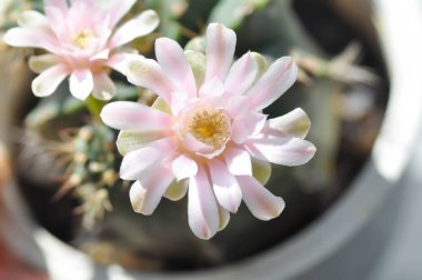 Gymnocalycium, Gymnocalycium mihanovichii veya gymnocalycium mihanovichii çiçekli veya pembe çiçekli