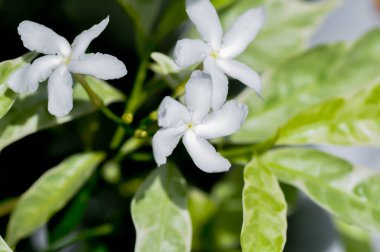 Tabernaemontana divaricata veya Grandifolia veya Clavel de la India veya Cape Jasmine, Doğu Hindistan Rosebay veya