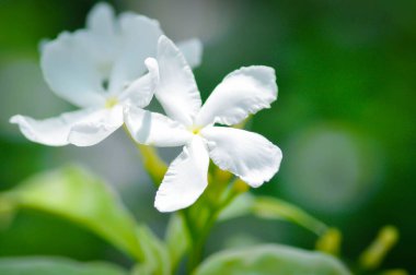 Tabernaemontana divaricata veya Grandifolia veya Clavel de la India veya Cape Jasmine, Doğu Hindistan Rosebay veya