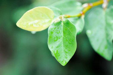 Ficus pumila veya tırmanma inciri veya moraseAE ve yağmur damlası veya çiy damlası