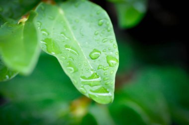 Ficus pumila veya tırmanma inciri veya moraseAE ve yağmur damlası veya çiy damlası