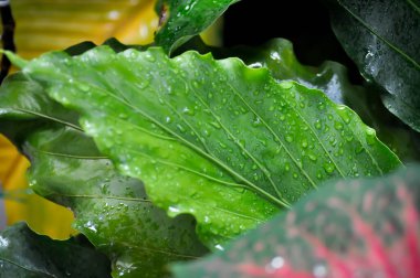 Anthurium plowmanii Hırvat veya ARACEAE, Anthurium ve yağmur damlası veya çiy damlası