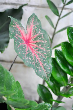 Caladium, Caladium Bicolor Vent veya Caladium bicolor ve yağmur damlası veya çiy damlası