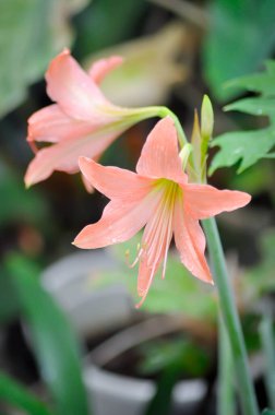 Hippeastrum puniceum, Barbados zambağı veya AMARYLLIDACEE ve yağmur damlası veya yağmur damlası