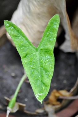 Alocasia longiloba miq, Alocasia longiloba veya alocasia bitkisi ve yağmur damlası veya çiy damlası
