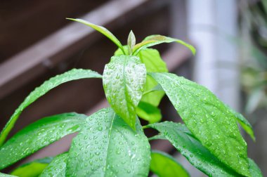 Persea Americana Mill veya Avocado, Lauraceae veya Persea gratissima veya avokado bitkisi ve yağmur damlası veya çiy damlası