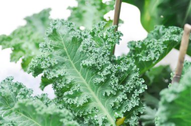Saksıda Kale, Brassika Oleracea veya Brassica Oleracea bitkisi var.