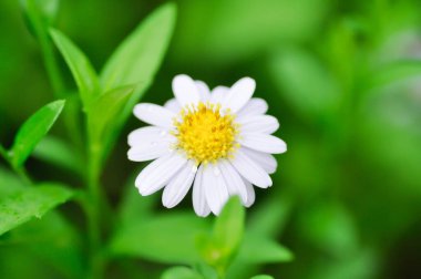Daisy, beyaz papatya ya da İngiliz papatyası veya Thymophylia Tenuiloba veya Dahlberg Daisy veya Altın Halı veya Gloden Fleece veya mor papatya