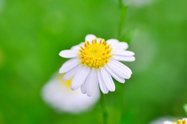 Daisy, beyaz papatya ya da İngiliz papatyası veya Thymophylia Tenuiloba veya Dahlberg Daisy veya Altın Halı veya Gloden Fleece veya mor papatya