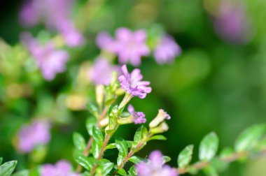 Cuphea hyssopifolia Humb, Cuphea hyssopifolia Kunth veya Elfin Herb veya False Heather veya LYTHRACEAE veya mor çiçek