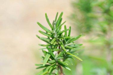 Biberiye, biberiye veya Salvia Rosmarinus Spenn veya Rosmarinus officinalis L veya Lamiaceae bitkisi