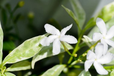 Tabernaemontana divaricata veya Grandifolia veya Clavel de la India veya Cape Jasmine, Doğu Hindistan Rosebay veya