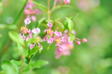 Acerola, Barbados Cherry veya glabra veya Malpighia veya Malpighia glabra veya malpighia punicifolia veya Manzanita, Marcello Malpighi veya Wild Crapemyrtle veya pembe çiçek