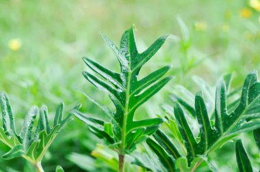 Philodendron Xanadu, Philodendron xanadu Hırvat veya Mayo ve J Boos ve yağmur damlası veya çiy damlası