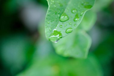 Ficus pumila veya tırmanma inciri veya moraseAE ve yağmur damlası veya çiy damlası