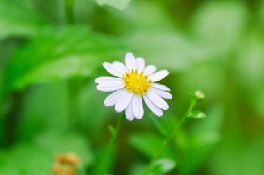 Daisy, beyaz papatya ya da İngiliz papatyası veya Thymophylia Tenuiloba veya Dahlberg Daisy veya Altın Halı veya Gloden Fleece veya mor papatya