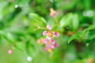 Bulanık arka plan veya Acerola, Barbados Cherry veya glabra veya Malpighia glabra veya Malpighia punicifolia veya Manzanita, Marcello Malpighi veya bulanık arkaplan içinde Vahşi Crapemyrtle