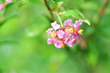 Acerola, Barbados Cherry veya glabra veya Malpighia veya Malpighia glabra veya malpighia punicifolia veya Manzanita, Marcello Malpighi veya Wild Crapemyrtle veya pembe çiçek
