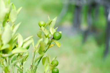 kireç, kireç ağacı veya limon ağacı veya siroz aurantifolia bitkisi