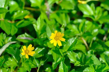 Melampodium divaricatum Rich Pers DC veya ASTERACEAE COMPOSITAE, Küçük Sarı Yıldız veya sarı çiçek
