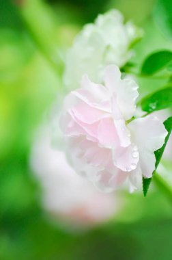 Pembe gül veya bahçe gülleri, zaide gülü veya William Christie Rose veya Mary Rose veya Rosa Damascena Mill veya Rose veya Damask gülü veya bahçede Rosaceae