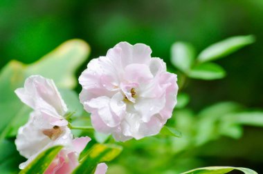 Pembe gül veya bahçe gülleri, zaide gülü veya William Christie Rose veya Mary Rose veya Rosa Damascena Mill veya Rose veya Damask gülü veya bahçede Rosaceae
