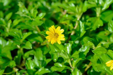 Melampodium divaricatum Rich Pers DC veya ASTERACEAE COMPOSITAE, Küçük Sarı Yıldız veya sarı çiçek