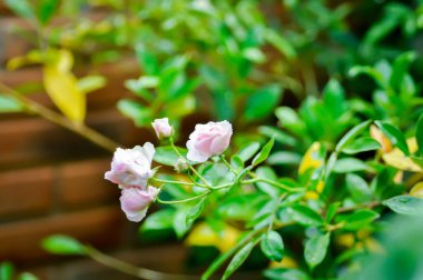 Pembe gül veya bahçe gülleri, zaide gülü veya William Christie Rose veya Mary Rose veya Rosa Damascena Mill veya Rose veya Damask gülü veya bahçede Rosaceae
