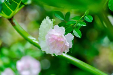 Pembe gül veya bahçe gülleri, zaide gülü veya William Christie Rose veya Mary Rose veya Rosa Damascena Mill veya Rose veya Damask gülü veya bahçede Rosaceae