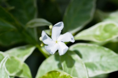 Tabernaemontana divaricata veya Grandifolia veya Clavel de la India veya Cape Jasmine, Doğu Hindistan Rosebay veya