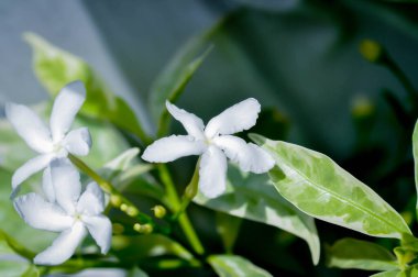 Tabernaemontana divaricata veya Grandifolia veya Clavel de la India veya Cape Jasmine, Doğu Hindistan Rosebay veya