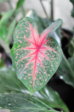 Caladium, Caladium Bicolor Vent veya Caladium bicolor ve yağmur damlası veya çiy damlası