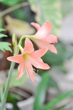Hippeastrum puniceum, Barbados zambağı veya AMARYLLIDACEE ve yağmur damlası veya yağmur damlası