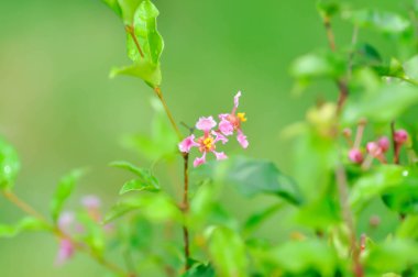 Acerola, Barbados Cherry veya glabra veya Malpighia veya Malpighia glabra veya malpighia punicifolia veya Manzanita, Marcello Malpighi veya Wild Crapemyrtle veya pembe çiçek