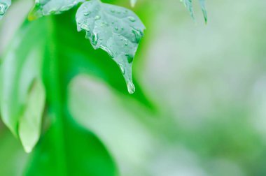 Mantar ağacı, Hint mantar ağacı veya Millingtonia hortensis Linn veya BIGNONIACEAE ve yağmur damlası veya çiy damlası