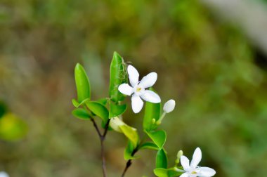 Arktik Kar, Samanyolu veya Kar Tanesi veya Tatlı İndrajao veya Kış Ağacı veya Wrightia Antidysenterica veya APOCYNACEAE veya beyaz çiçek